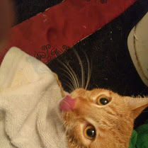 Illustration for article titled Kitten Pictures